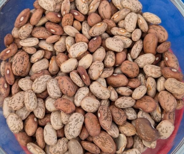 Slow-darkening-pinto-beans-and-regular-darkening-pintos