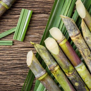 Sugar Cane Stalks