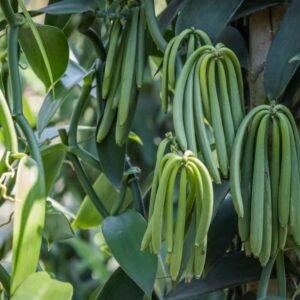 Ugandan Vanilla Beans